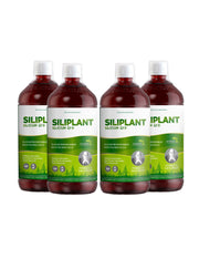 4er-Pack Silicium G7 Siliplant